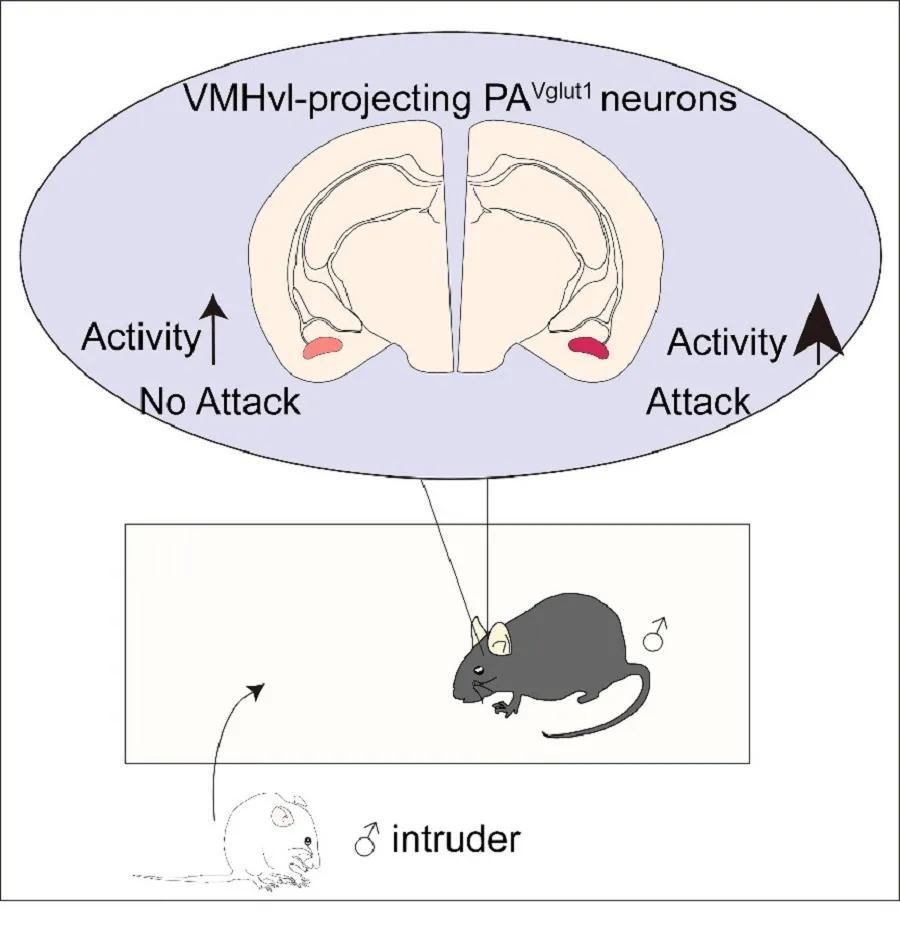 中科院神经所好不好,中科院神经所复试