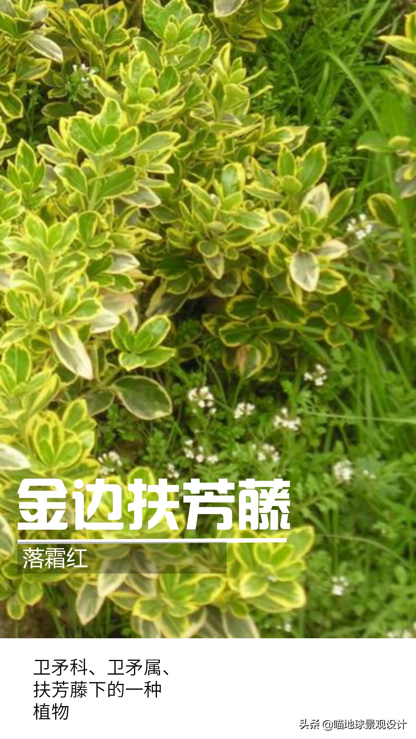 意大利常见的爬藤植物,25种爬藤植物