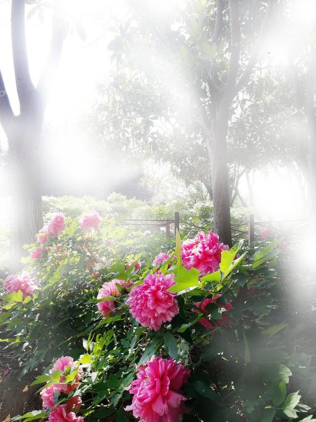 洛阳牡丹花摄影,中国牡丹花开摄影