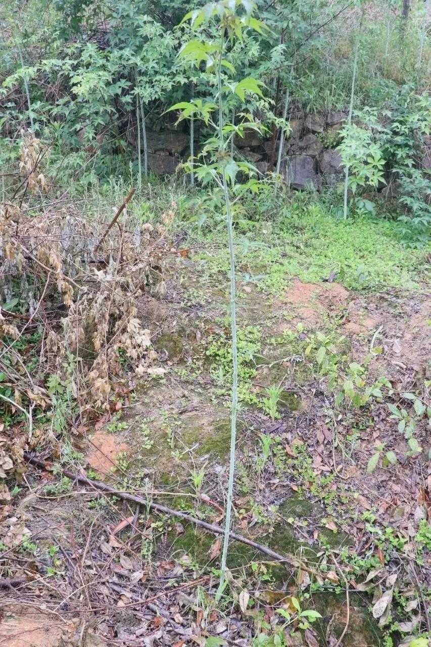 诸暨哪里树莓采摘最好,诸暨摘树莓