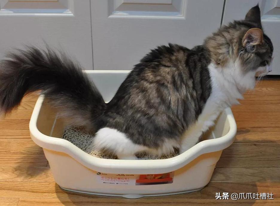 猫咪得了糖尿病,怎么办?给它喝点“糖盐水”