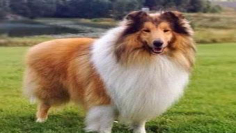 苏牧购买,哪里可以买到正宗的苏牧