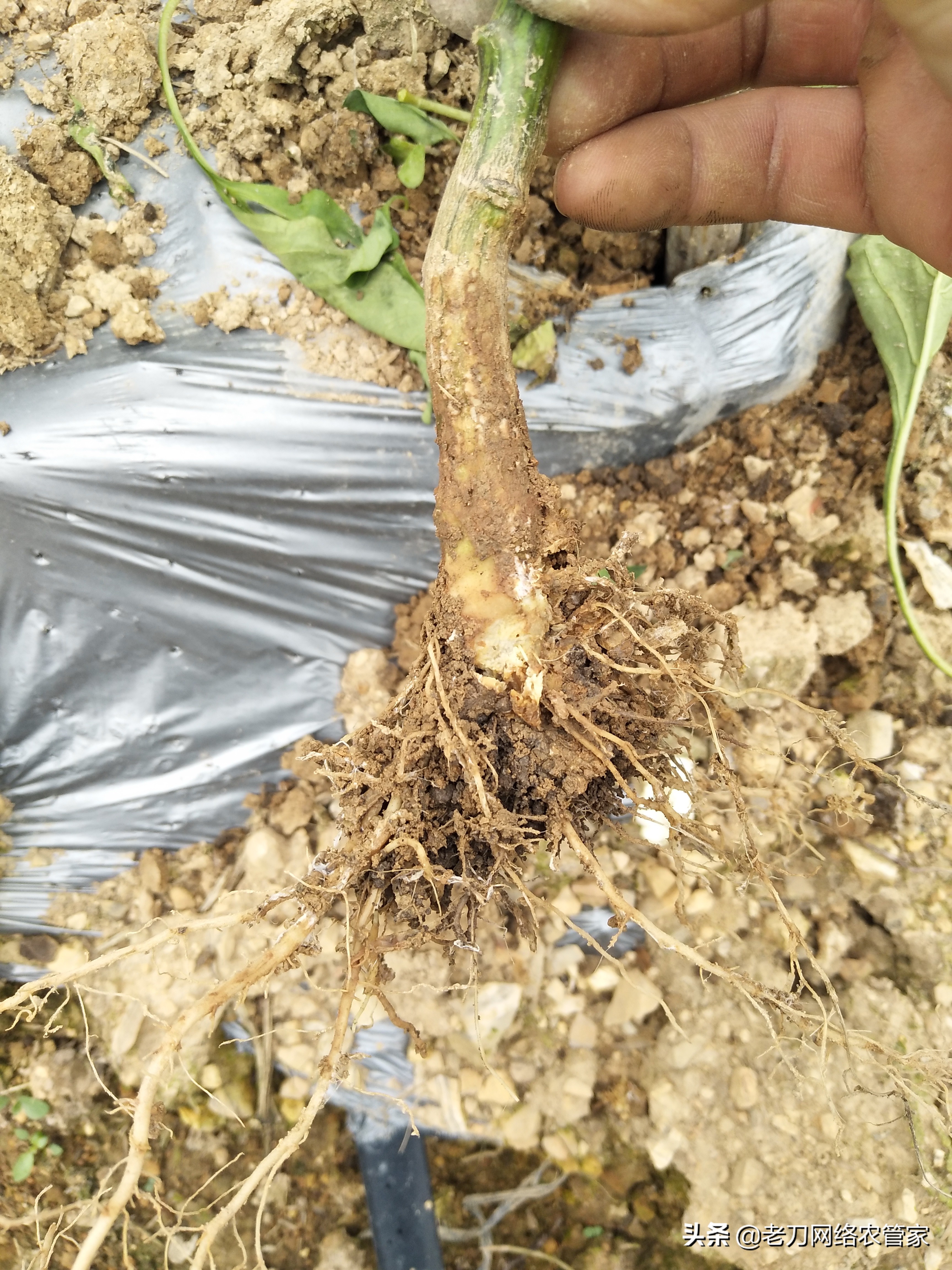 辣椒病害的原因和解决方法,辣椒根部病害有哪些