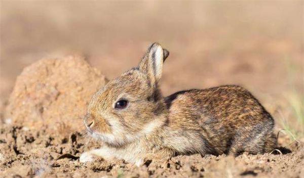 为解决澳洲泛滥成灾的兔子，直接出动轰炸机，四川人：暴殄天物