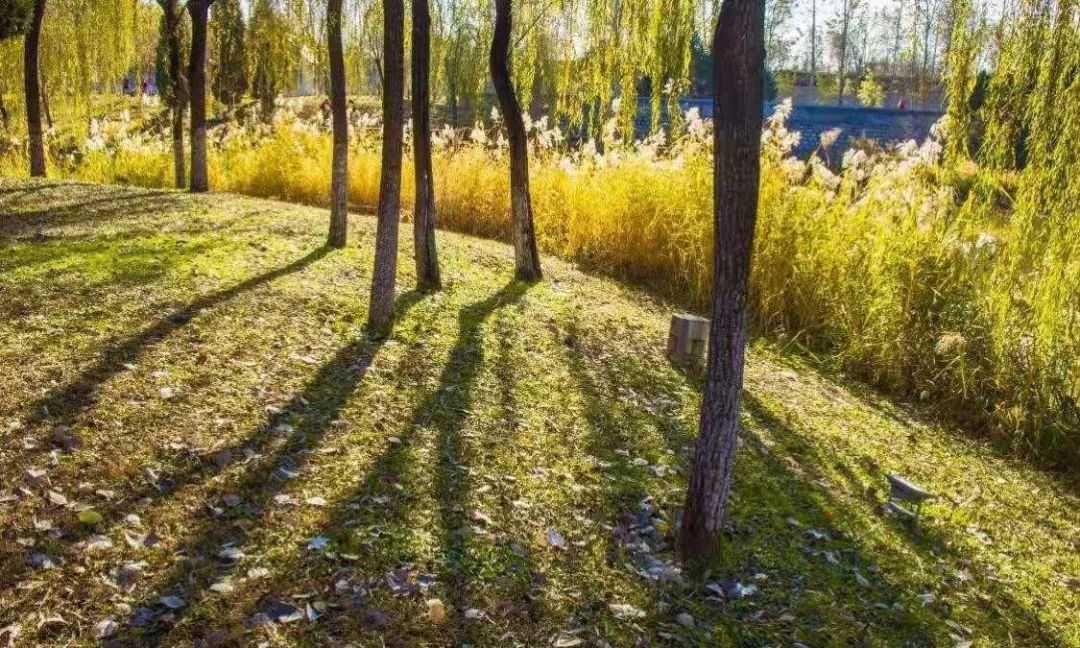 稻香湖秋天,海淀稻香