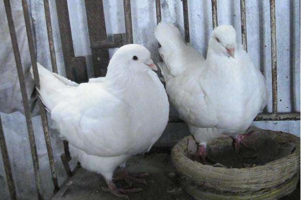 养殖致富项目一万元,农村靠谱小成本养殖项目