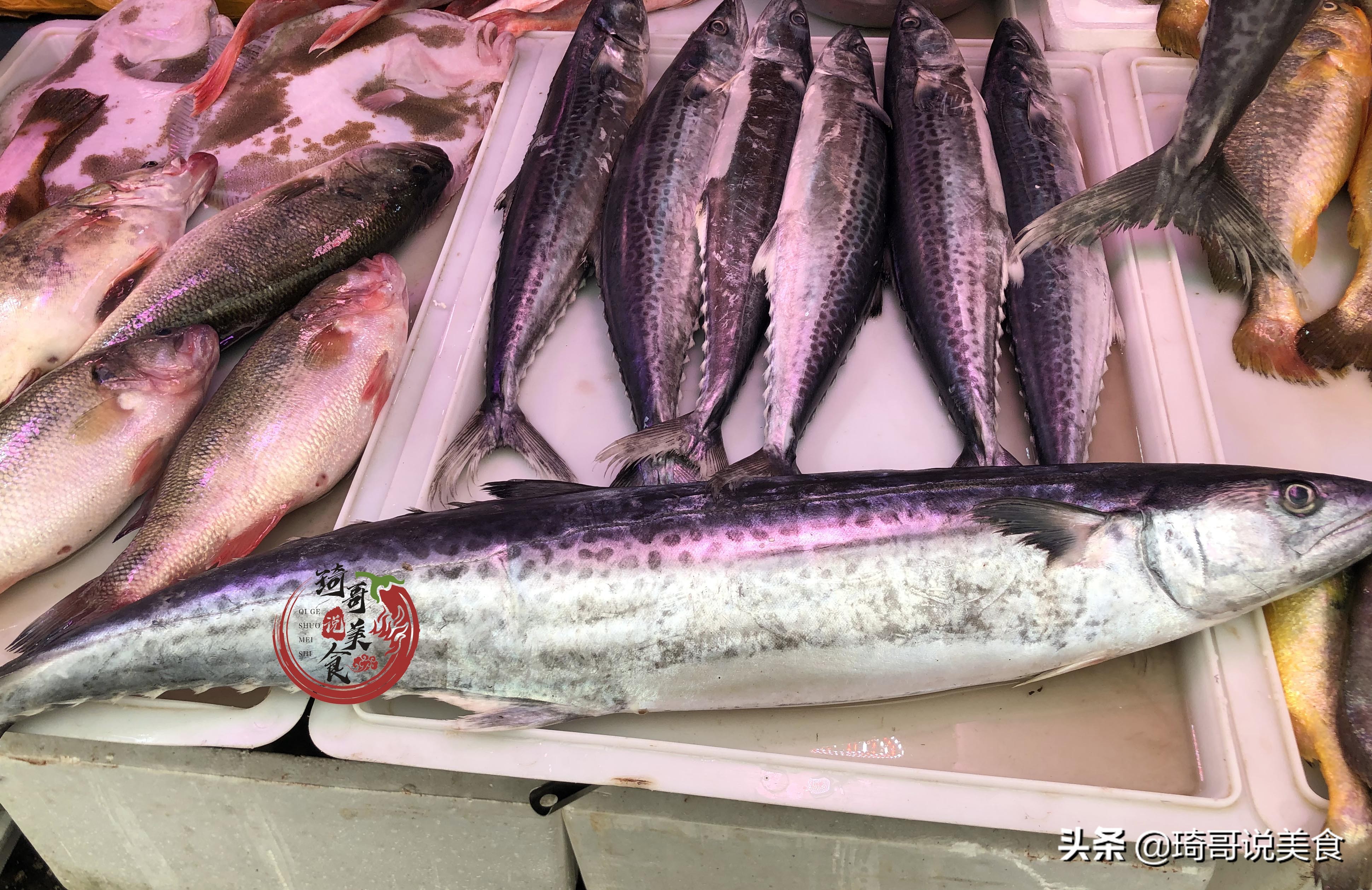 八种好养的野生鱼,哪种鱼又便宜又好养