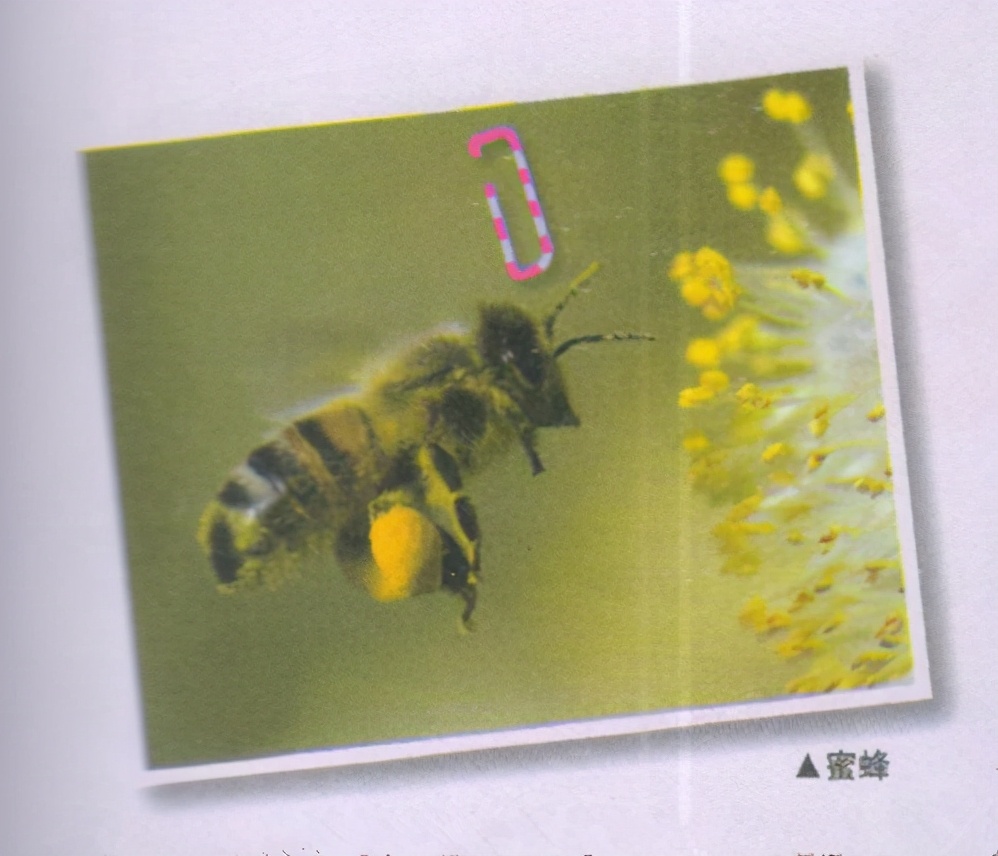 昆虫样子特点,昆虫视觉是什么样的