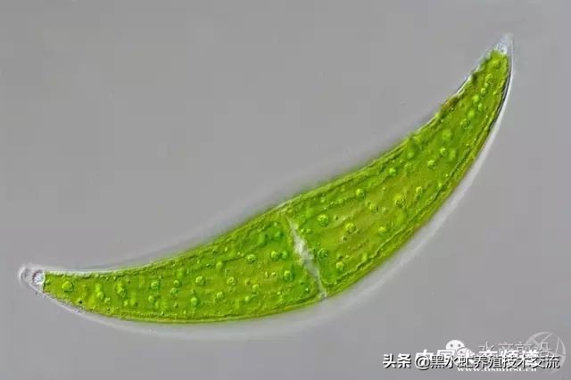 水产藻类大全图片,水产藻类知识大全