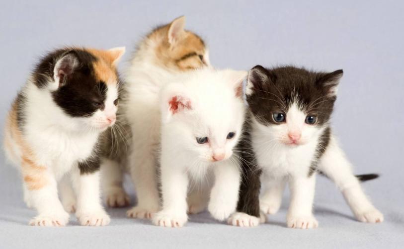 布偶猫夏天掉毛严重怎么办,夏天猫掉毛很厉害怎么办