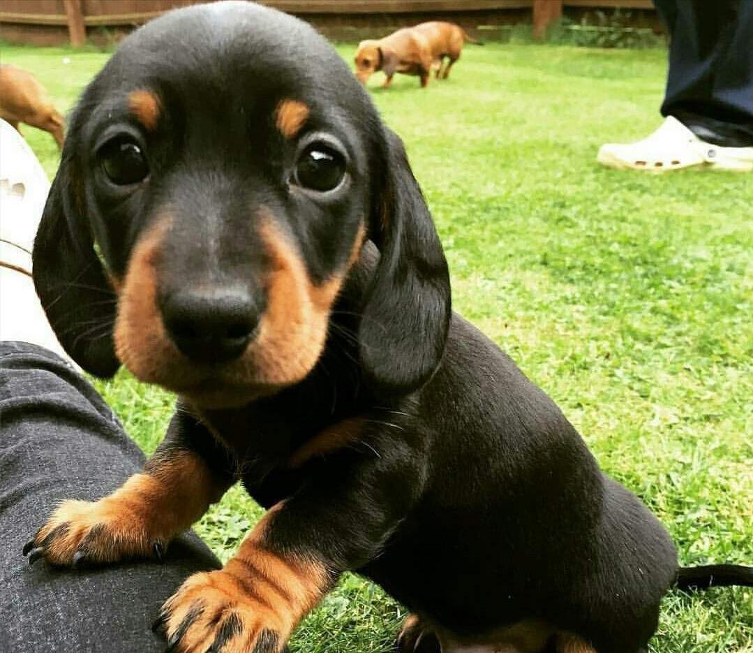 小型犬都容易得皮肤病吗,小型犬都有基因缺陷