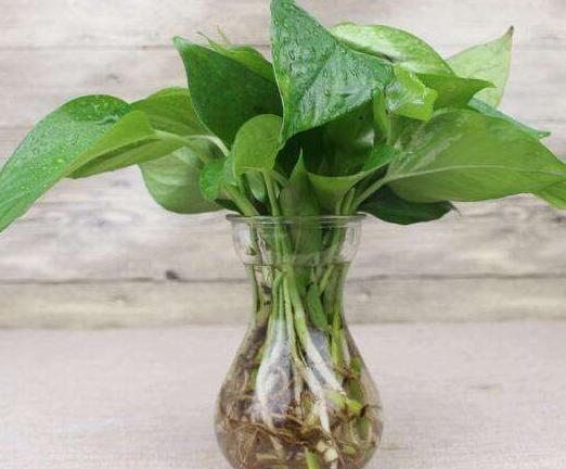 水培绿萝养殖方法的注意事项,水培绿萝怎么修剪根须