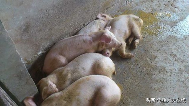 20斤猪拉稀脱水急救方法视频,200多斤猪拉稀脱水严重怎么办