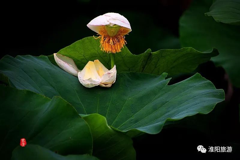 又见淮阳荷花香——唯美文章唯美荷，唯美视频唯美歌
