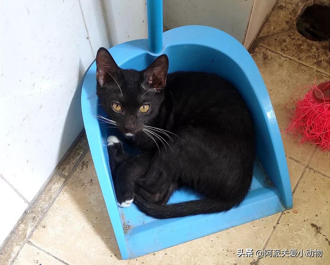 盖雪:信女愿一生荤素搭配,祈望这只拆家啊不,旺家猫找到新家