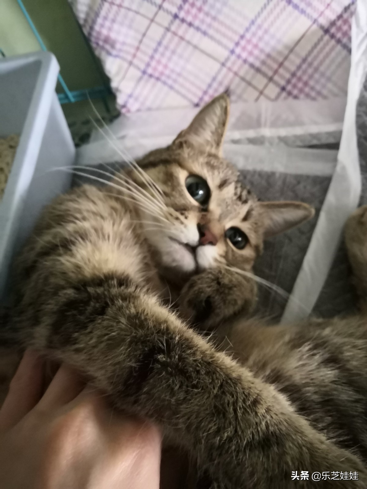 给猫最快解决便秘的安全方法,猫咪便秘怎么灌肠