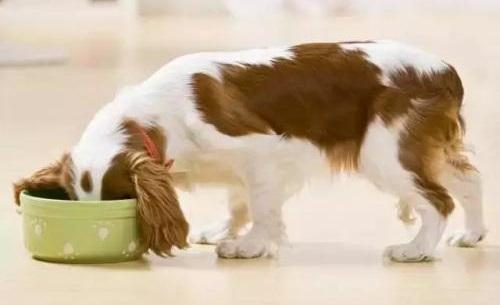 在选择性价比高的散装狗粮时，你应注意这些事项