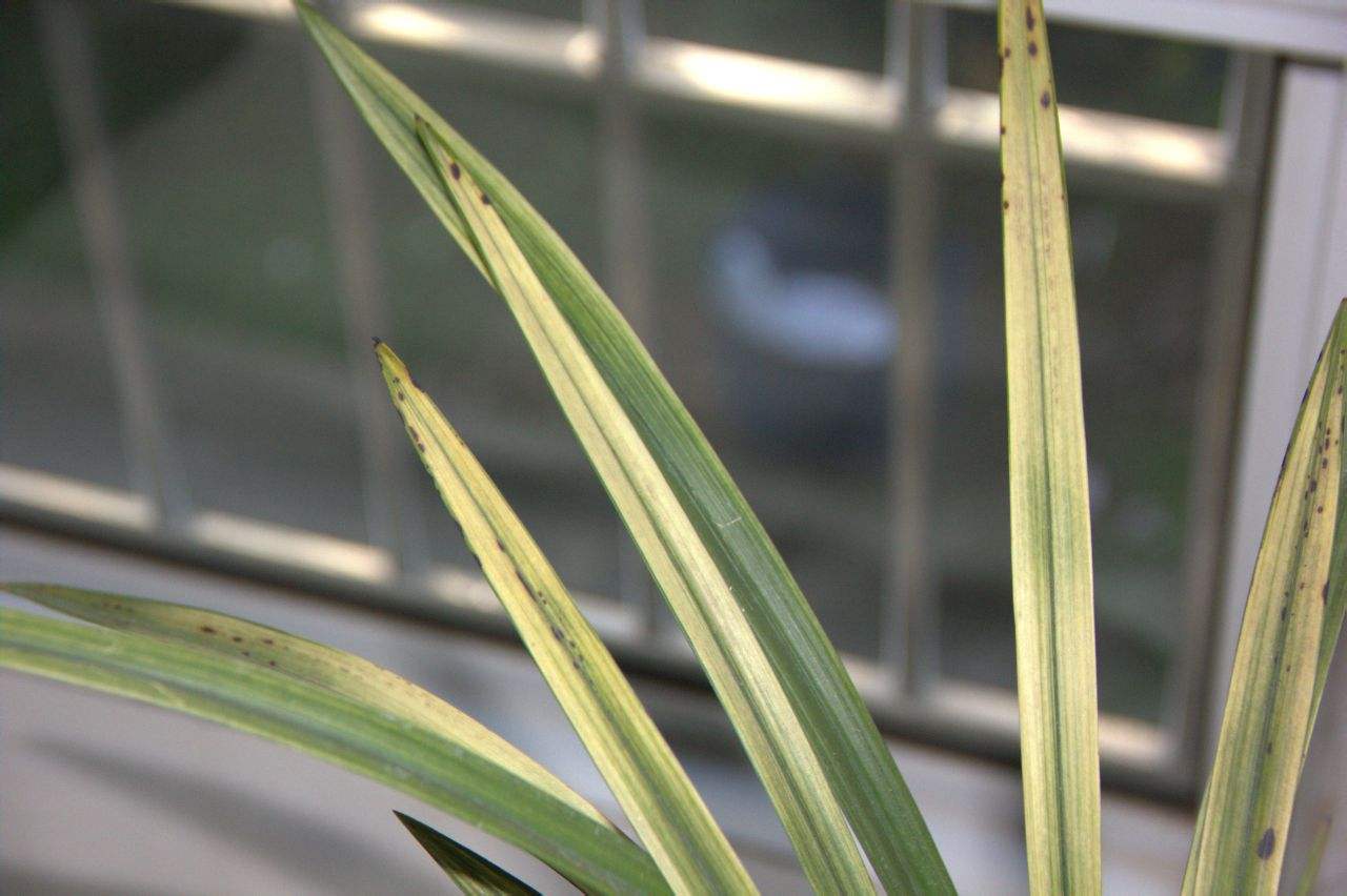 新买的兰花如何上盆选湿的植料,培育兰花如何选择大小盆