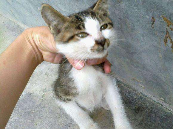 流浪猫被虐待爪子只剩骨头,流浪猫被杀爱猫人士哭泣