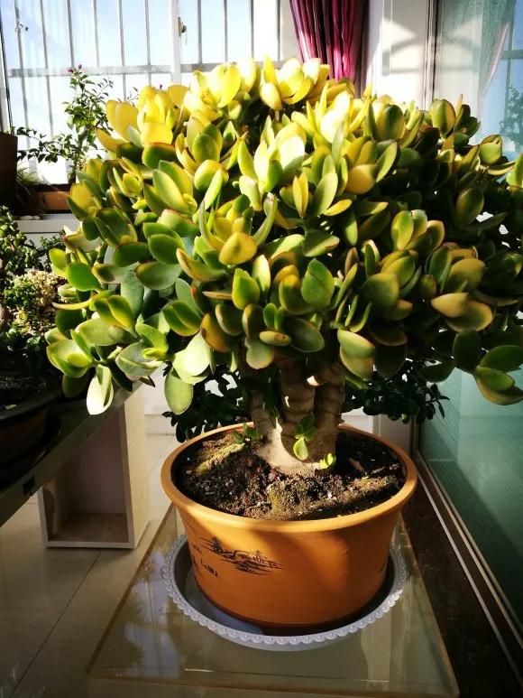 玉树黄叶掉叶什么原因怎么处理,玉树如何养护叶片发黄