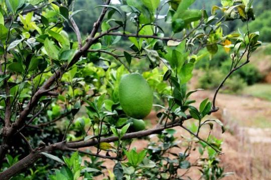 哪个地方出产的橙子最好吃,现在哪里的橙子最好吃