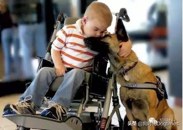 狗狗有这些表现表明它对你很忠诚,狗狗出现几种情况说明它很爱你