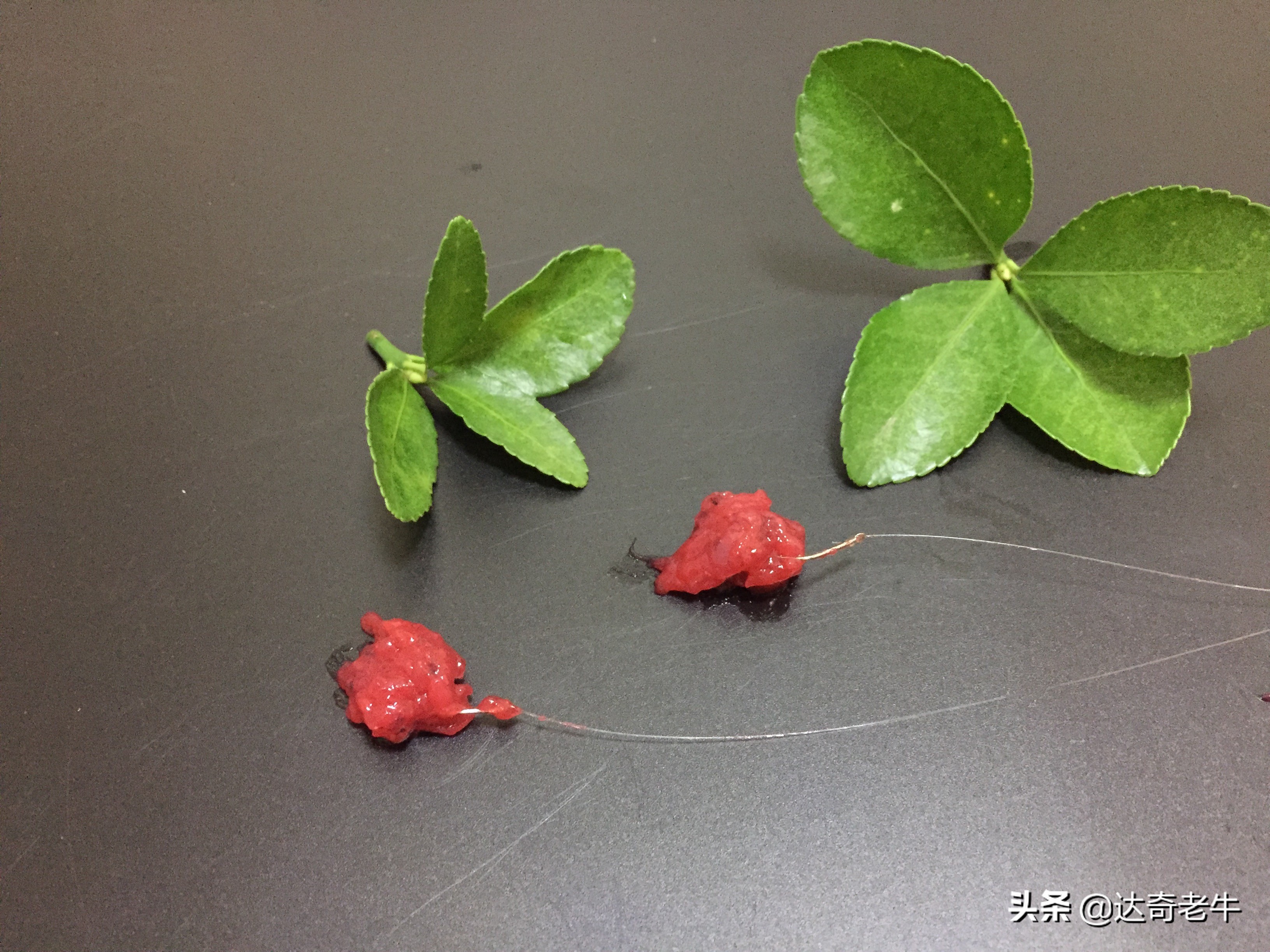 清澈的水更容易钓鱼,清澈溪流适合钓鱼吗