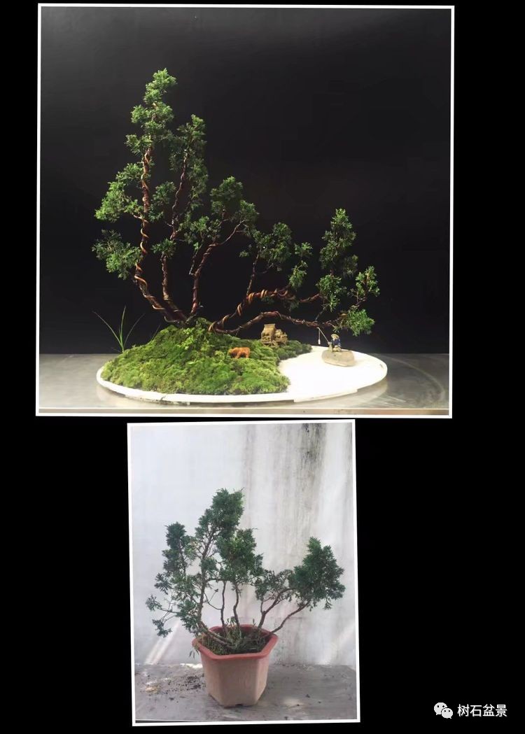 杨派盆景传承人,杨派盆景非遗传承人