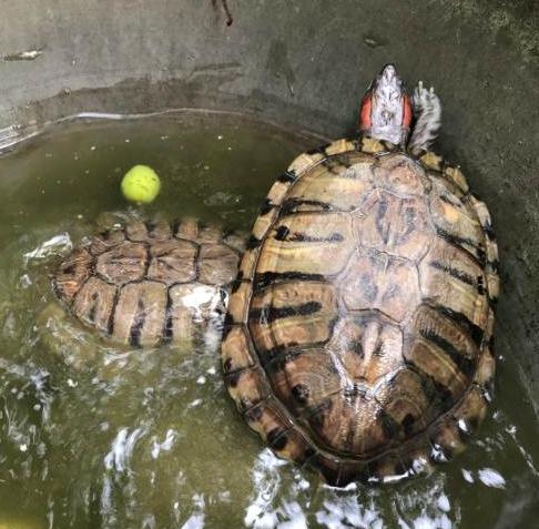 入侵中国危害最大的物种,被中国人吃到濒临灭绝的十大物种