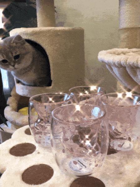 一只猫爪杯，让平静的江湖又掀起了一阵腥风血雨