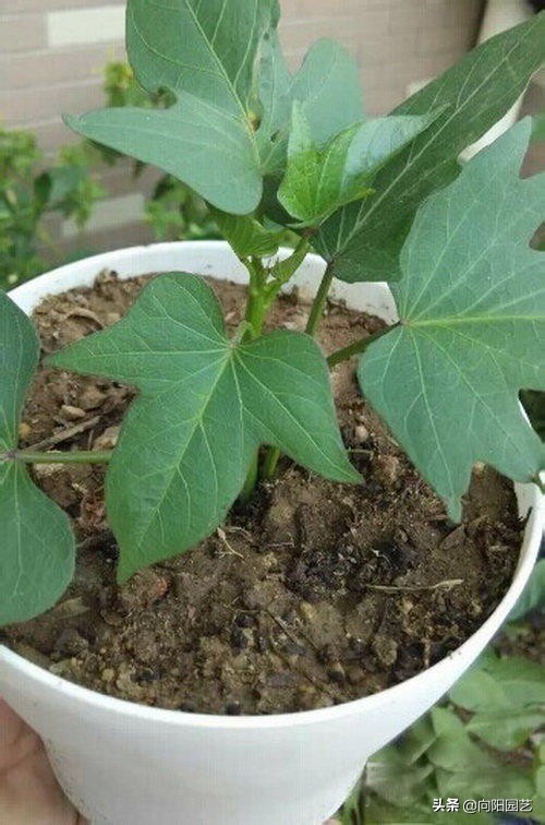 家里阳台种红薯的方法,家庭版种红薯的方法