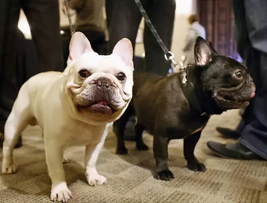 法国斗牛犬的缺点有哪些,法国斗牛犬过于活泼不睡觉