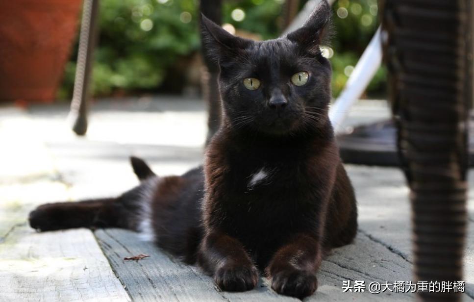 天冷了猫咪也要存肉御寒了,冬天猫咪怕冷吗该怎么给猫咪保暖