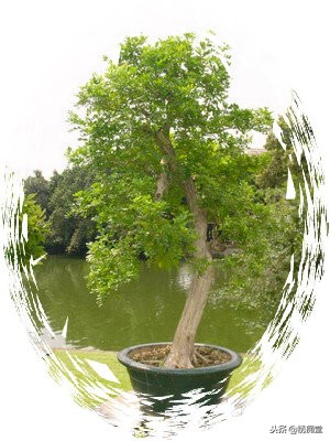 丛林式盆景欣赏,盆景欣赏及制作