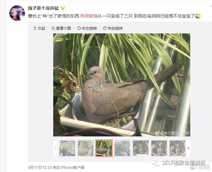 科学家如何观察植物,鸟类的研究方法