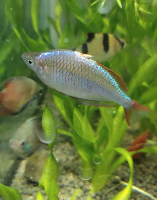 水池观赏鱼烂鳍掉鳞,观赏鱼鱼鳍烂了是怎么回事