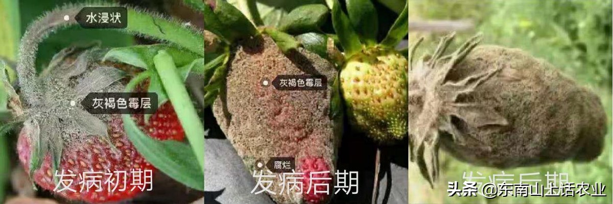 草莓的重要病害—灰霉病,图片观察其侵染全过程、变化,不再看错