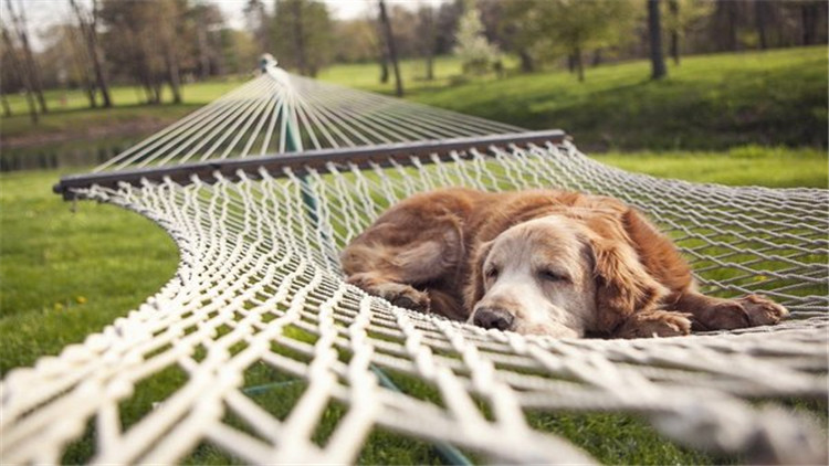 狗狗身上有异常的表现,狗诡异动作