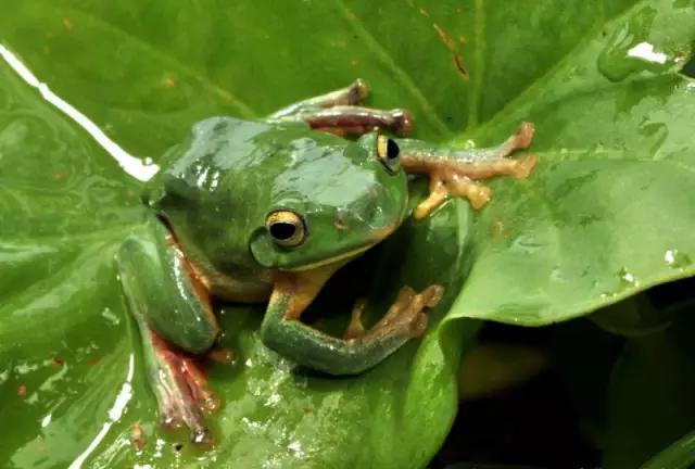 海南海里的特产动物,海南特有的珍稀动物