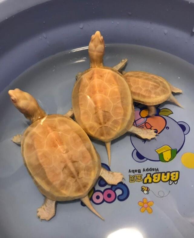 养龟需要给鱼缸消毒么,养龟需要下盐吗