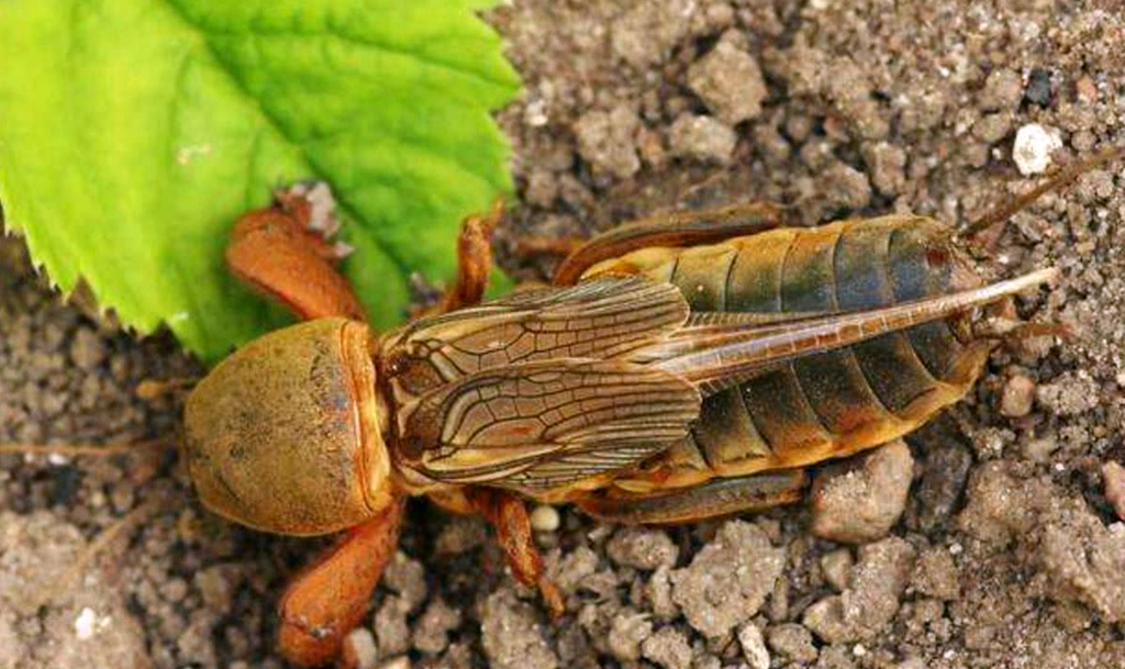 农村土狗的害虫,农村的土狗什么都可以吃吗