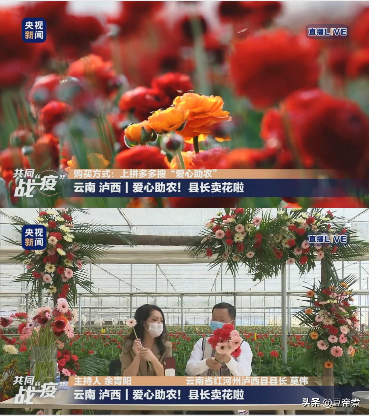 5毛一支花,花农宁愿销毁!云南县长区长为民直播,160万网友驰援