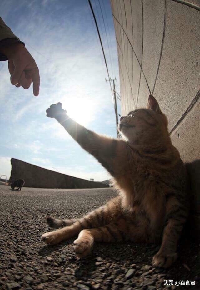 劝养猫的人别养两只猫,劝养猫的朋友都别养两只猫