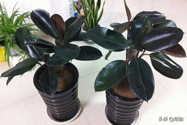 橡皮树黄叶掉叶是怎么回事,橡皮树掉叶的地方还能长出叶子吗