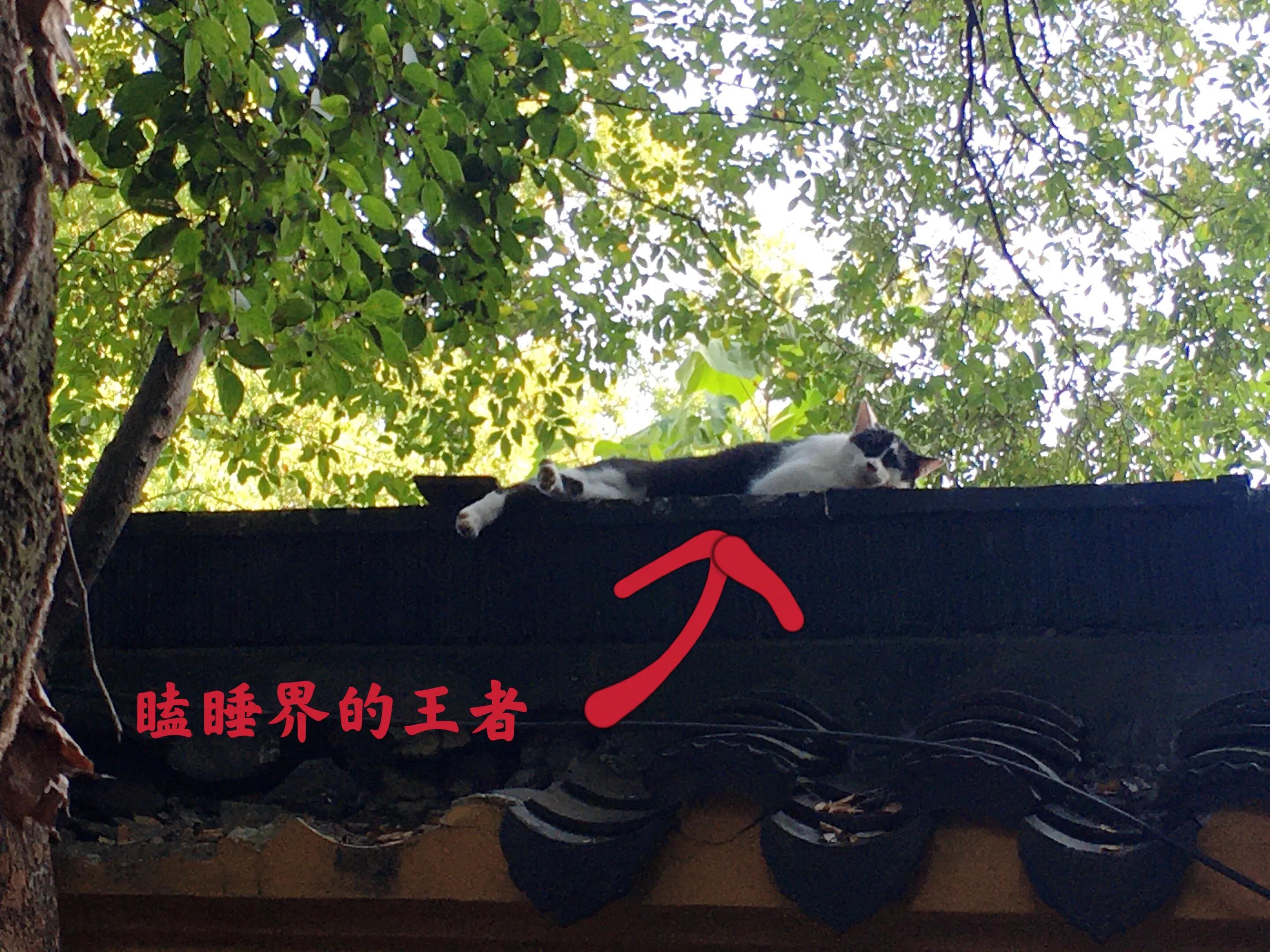 苏州的西园寺好还是虎丘塔好,苏州西园寺距离哪个景点近