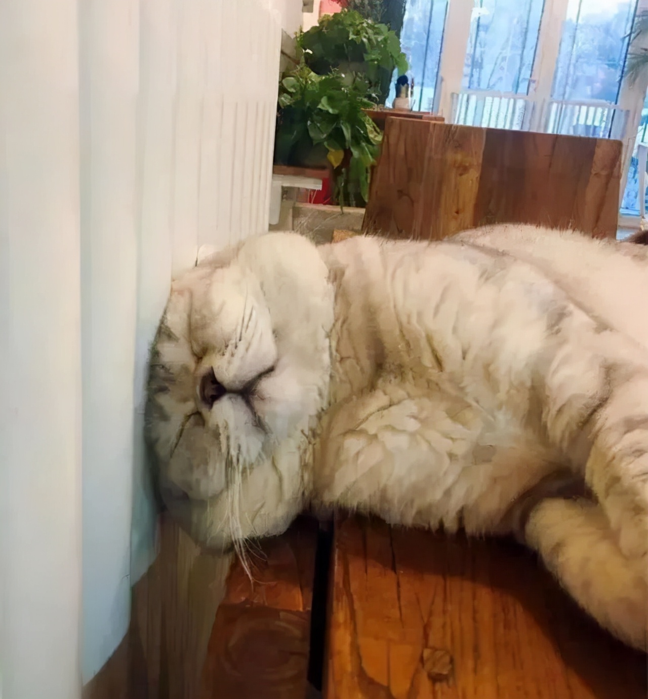 南方养猫跟北方养猫什么区别,北方养猫为什么比南方好