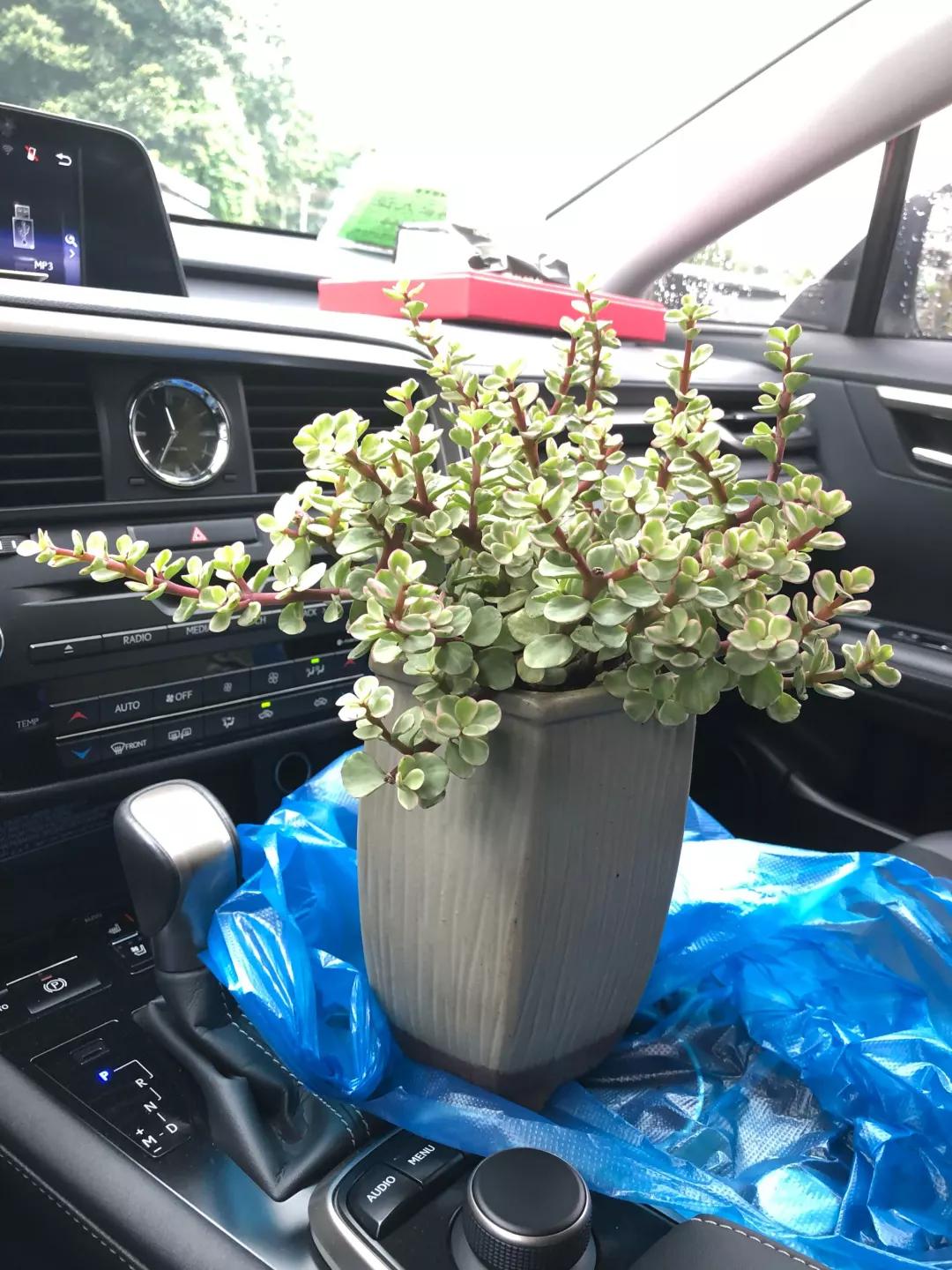 大花马齿苋养花技巧,马齿苋树盆栽怎么养