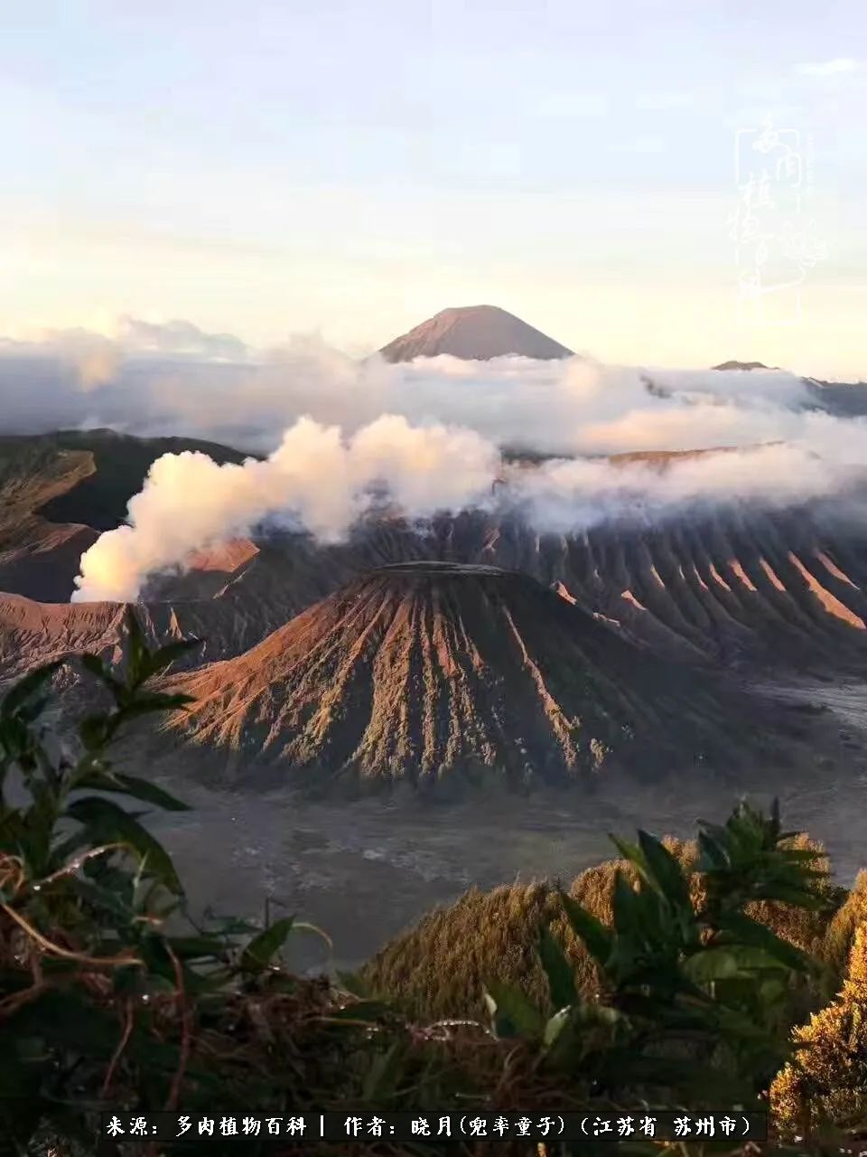 六年时间环游22个国家，却被多肉小萌物征服