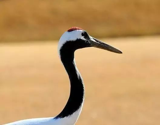 丹顶鹤的忠贞,丹顶鹤浪漫忠贞