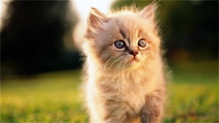 猫咪厌食无神是什么病,猫咪厌食吃什么药好得快